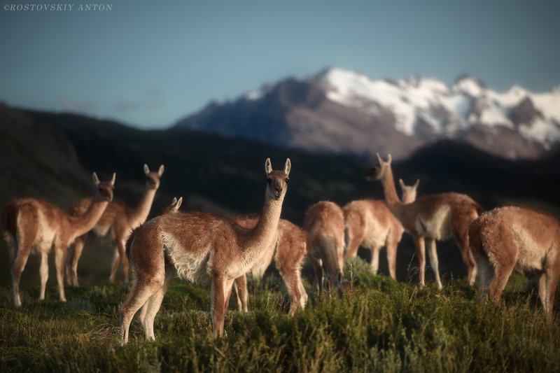 фототуры, Патагония, лама, Аргентина, горы, утро, Утро в Патагонииphoto preview