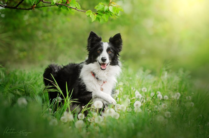 собака, анималистика, природа, весна, портрет Бордер коллиphoto preview