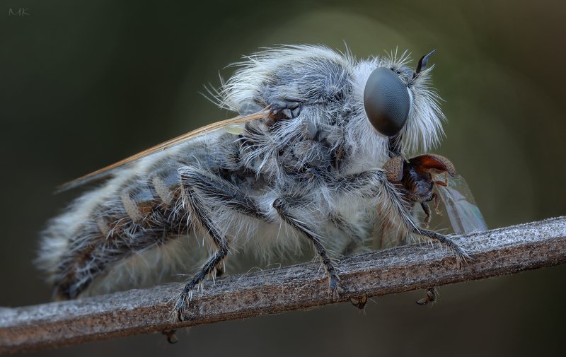 ктырь, robber fly Ктыри на охотеphoto preview
