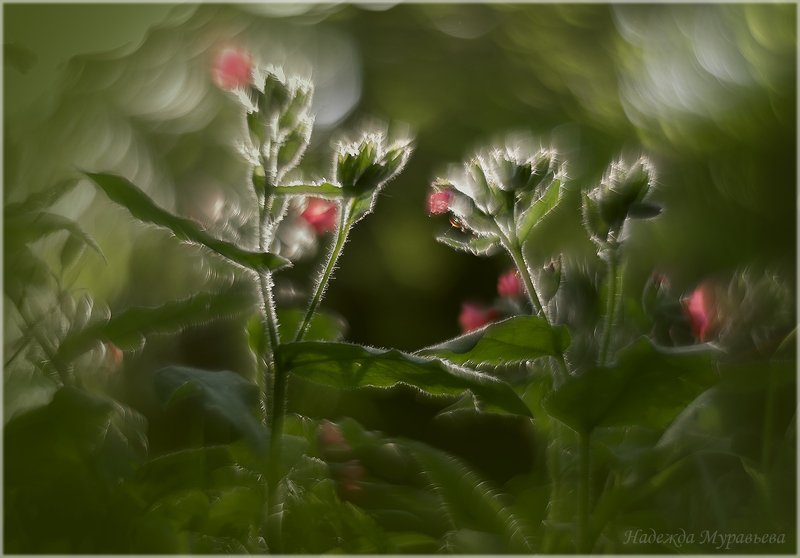 медуница, растения, гелиос Медуницаphoto preview