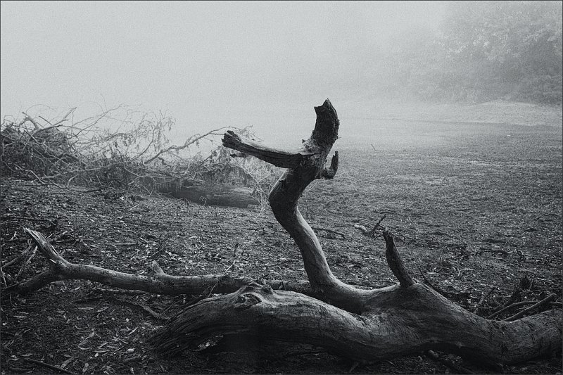 Арияphoto preview