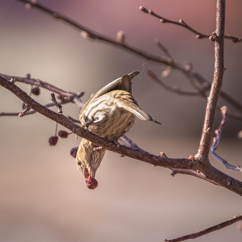 House Finch фото превью