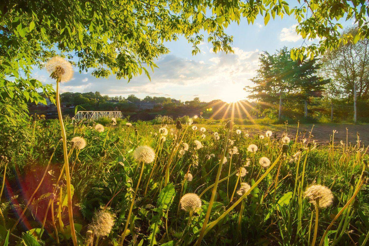 Лето. Автор: Майя Афзаал лето, одуванчики, Майя Афзаал