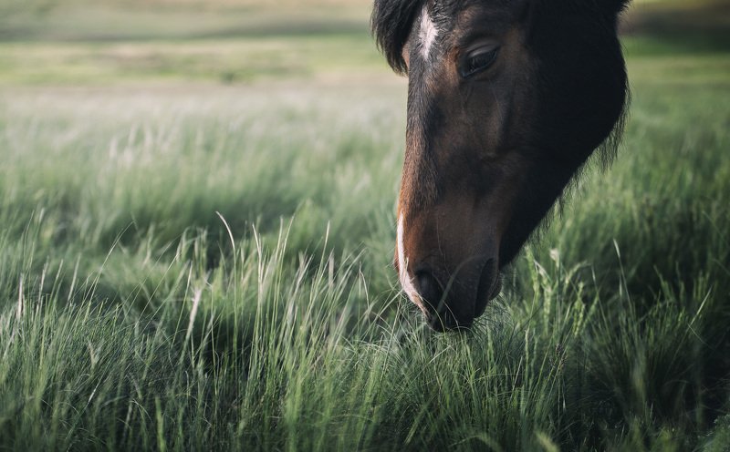 Лошади, кони, пастбище, степь, трава, зелень, Оренбуржье На зелёных просторахphoto preview