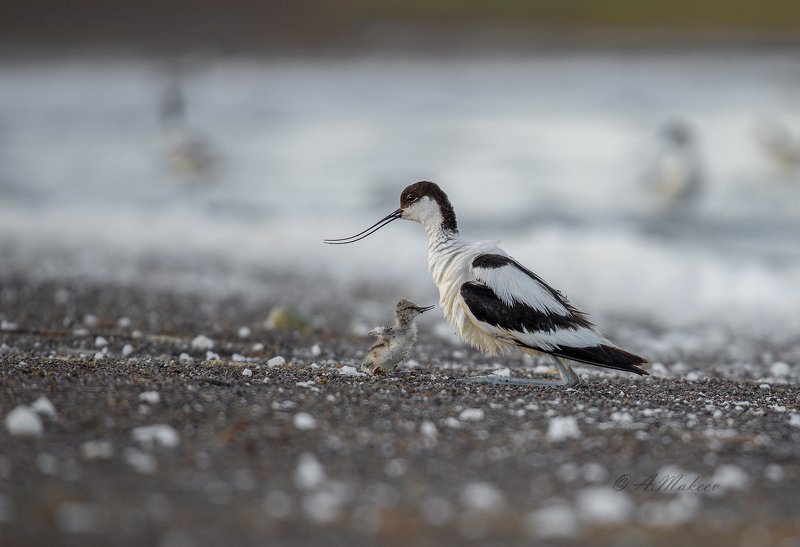 Про шилоклювку.photo preview