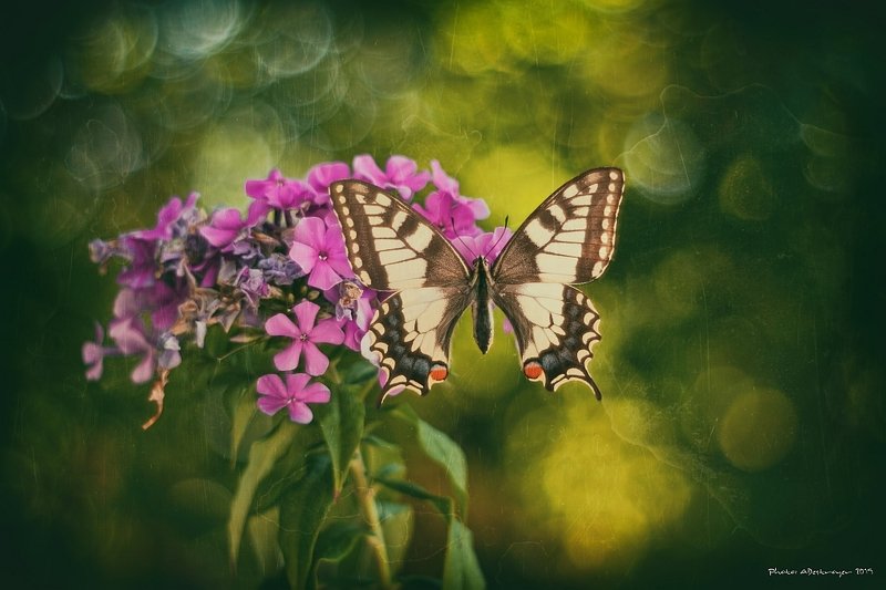 macro nature butterfly End Of The Summerphoto preview