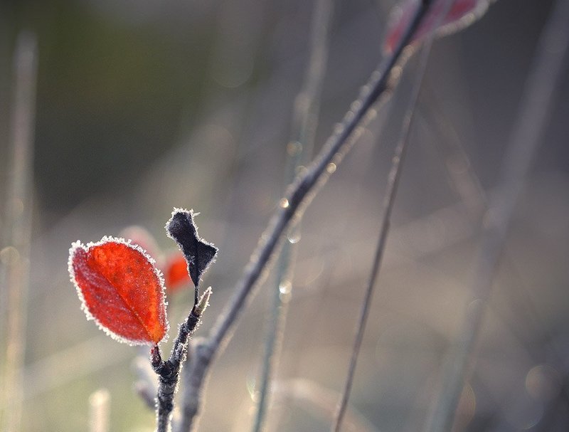 Теплый цветphoto preview