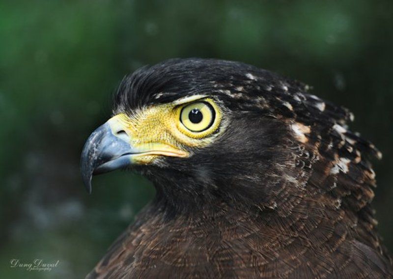 Eagle Eye.photo preview