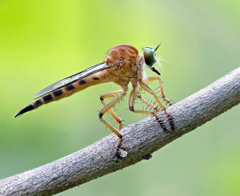 macro, closeup, insect, макро, насекомые, gnilenkov -photo preview