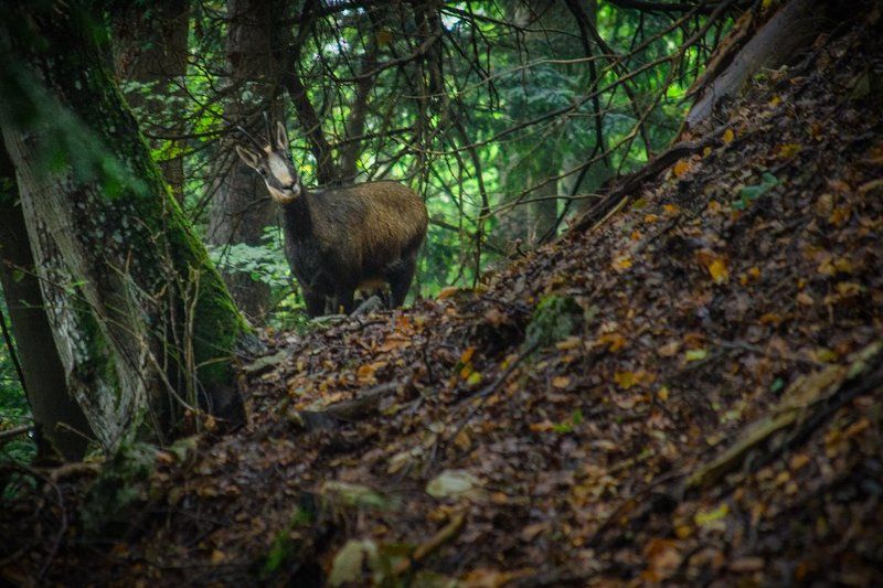 Chamoisphoto preview