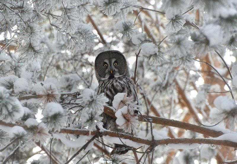 Бородатая неясыть, удивленная числом голосов, набранных клишированным жирафом, а также бездействием директора Интернета по этому поводуphoto preview