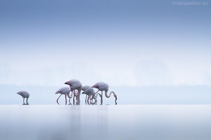 hristopeshev.euphoto preview