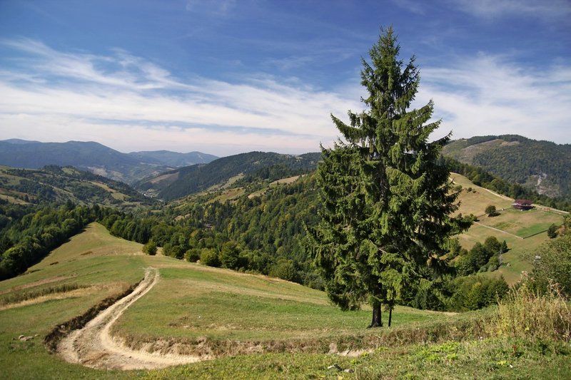 Украинские Карпаты.photo preview