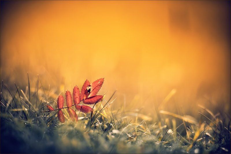 Сказочная мглаphoto preview