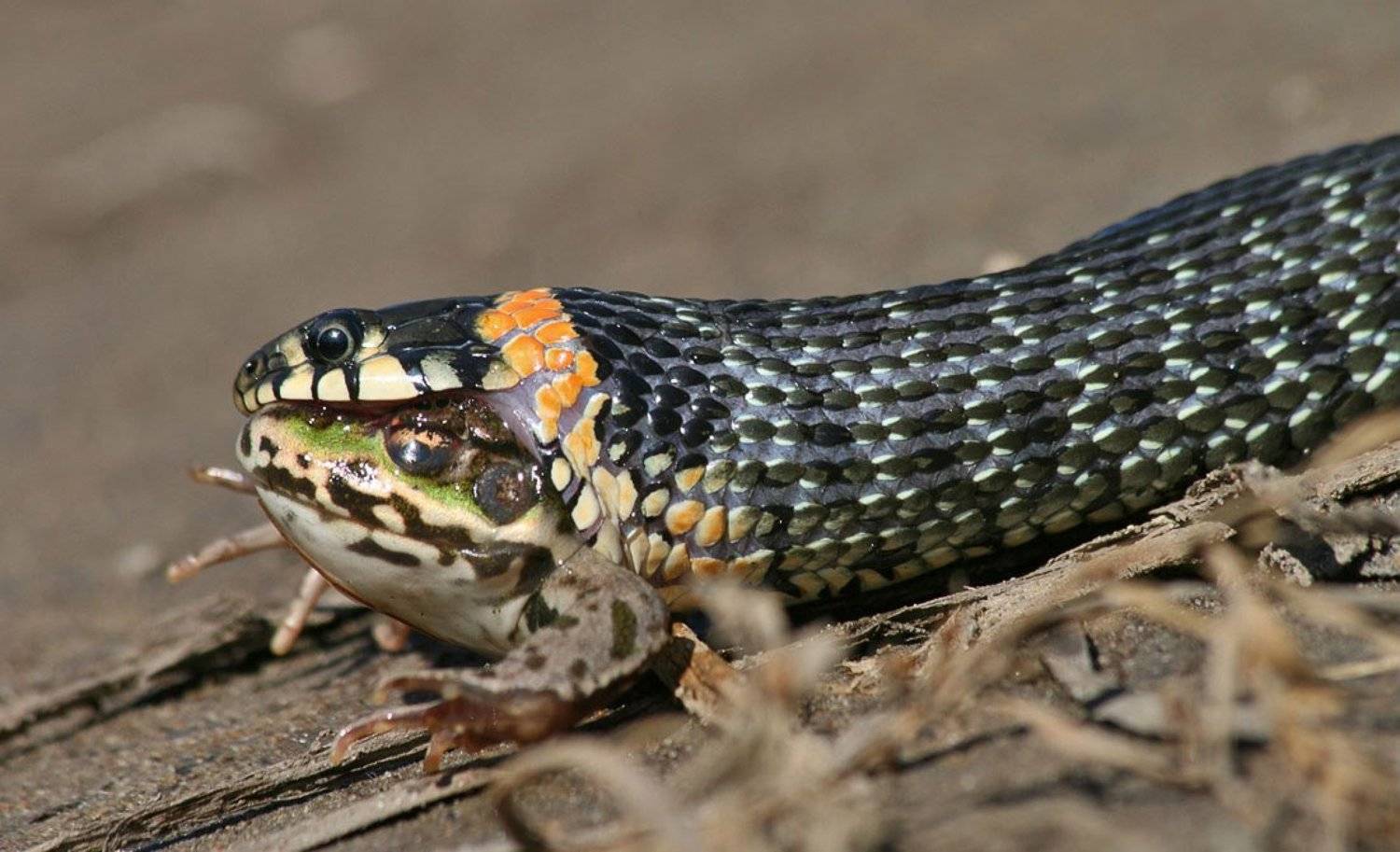 Уж, поедающий лягушку. Автор: Станислав Шинкаренко , Станислав Шинкаренко
