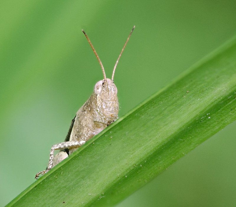 macro, closeup, insect, макро, насекомые, gnilenkov Скромный...photo preview