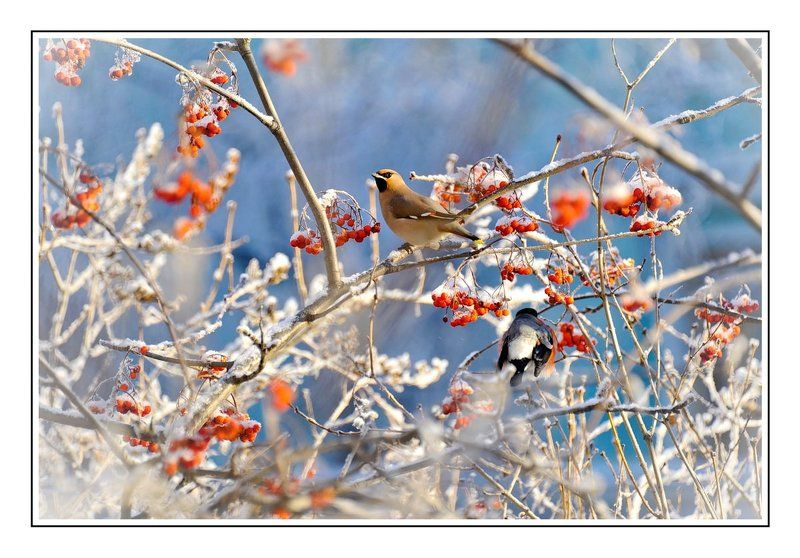 Шведский столphoto preview