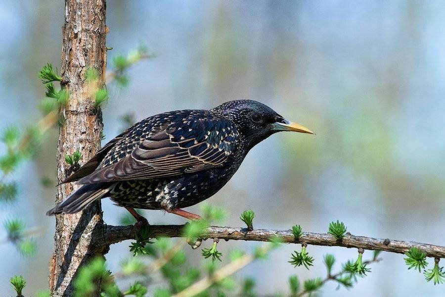 На корточках. Автор: Илья Гомыранов природа, птица, россия, скворец, весна, москва, birds, wildlife, russia, spring, Илья Гомыранов