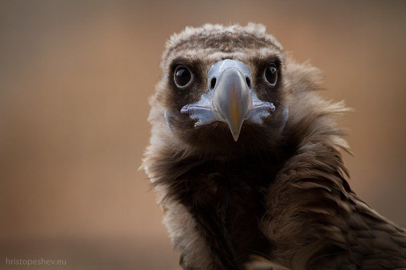 Чёрный гриф( Aegypius monachus)photo preview