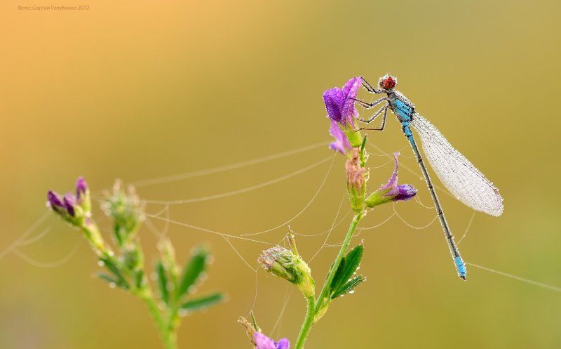 Телефонисткаphoto preview