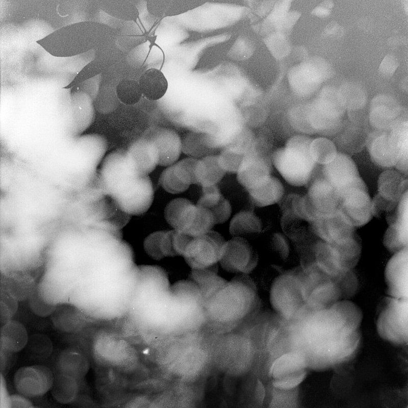 вишняphoto preview