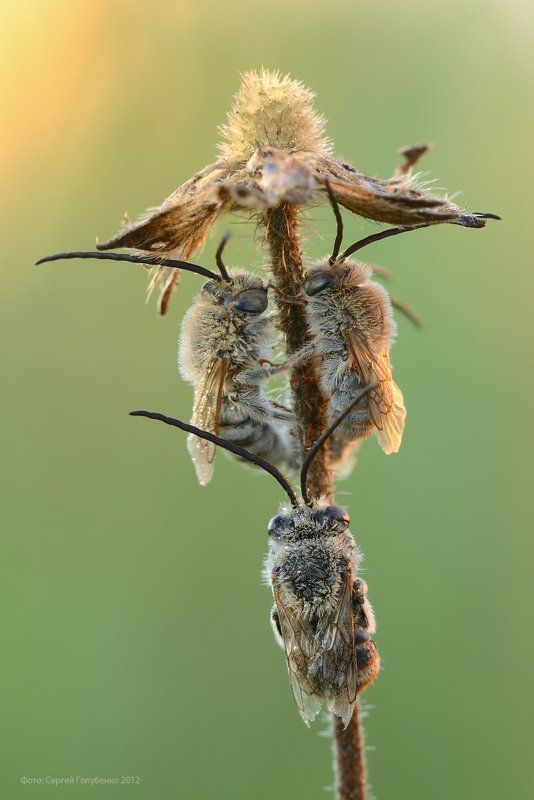 Третий лишнийphoto preview