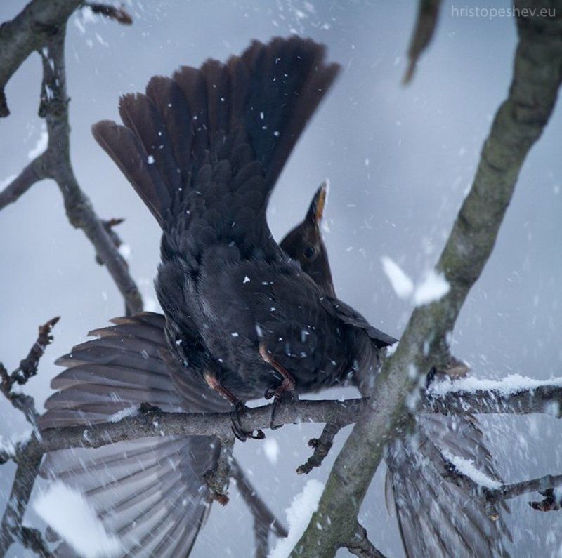 Birds in my garden / Птицы в садуphoto preview