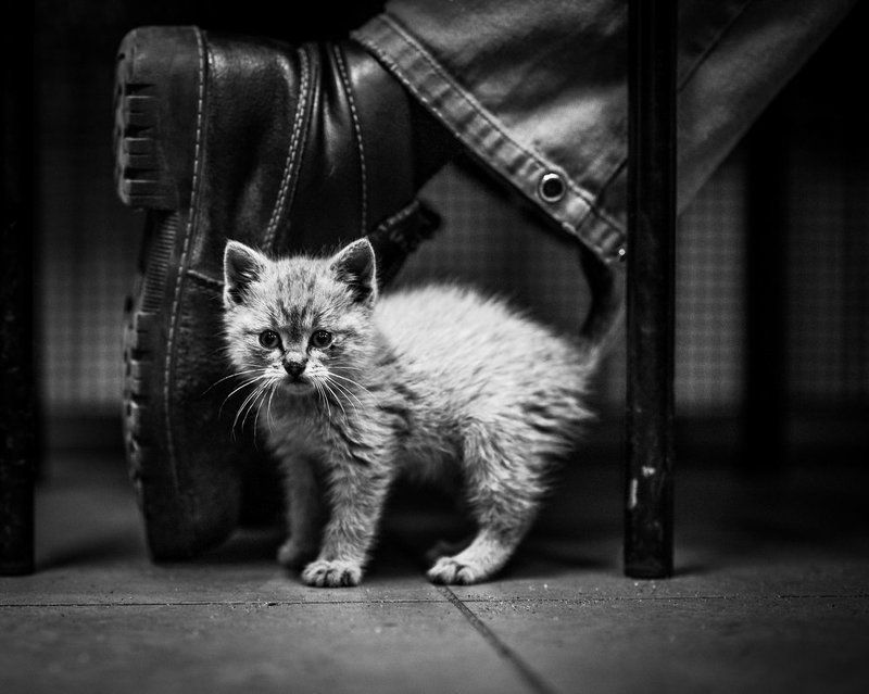 Cat следующем обувиphoto preview