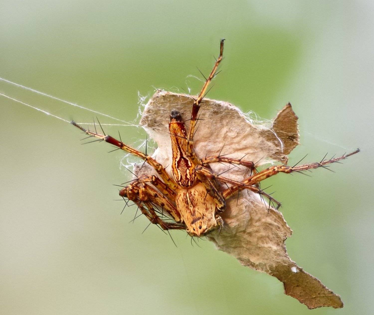 macro, closeup, insect, макро, насекомые, gnilenkov, Alexey Gnilenkov