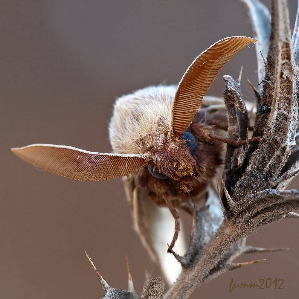 КРЫЛАТЫЙ БЫК.СФИНКС.. Автор: Игорь ФУММ , Игорь ФУММ