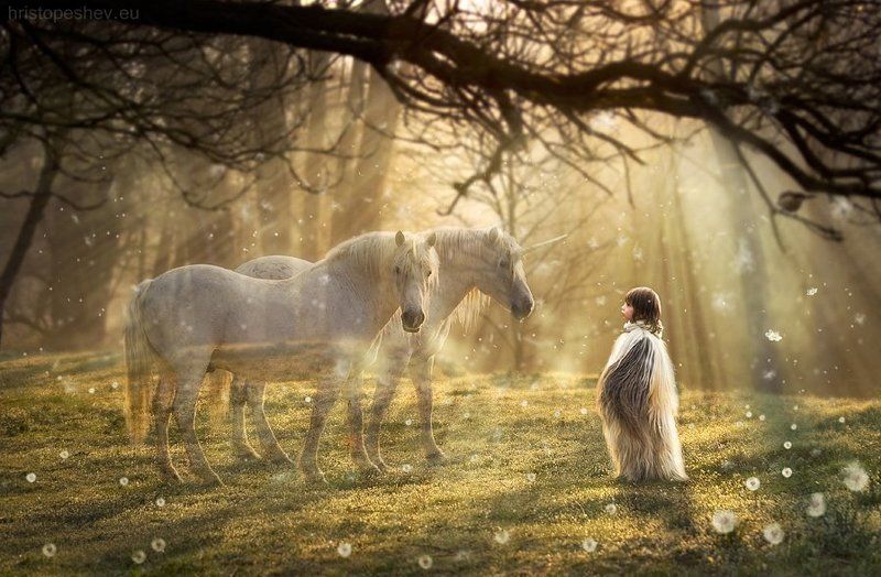 Enchanted Forest Chroniclesphoto preview