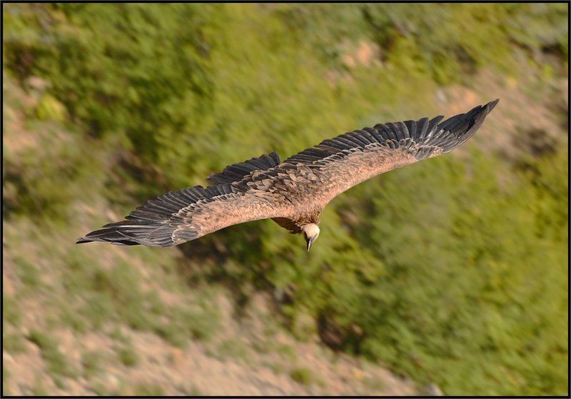 Белоголовый сип, Крым  фото превью
