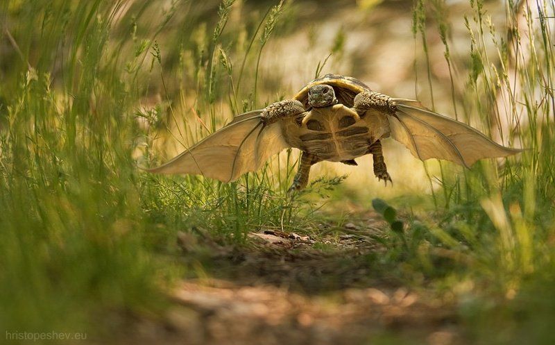 Small Gods / Мелкие богиphoto preview