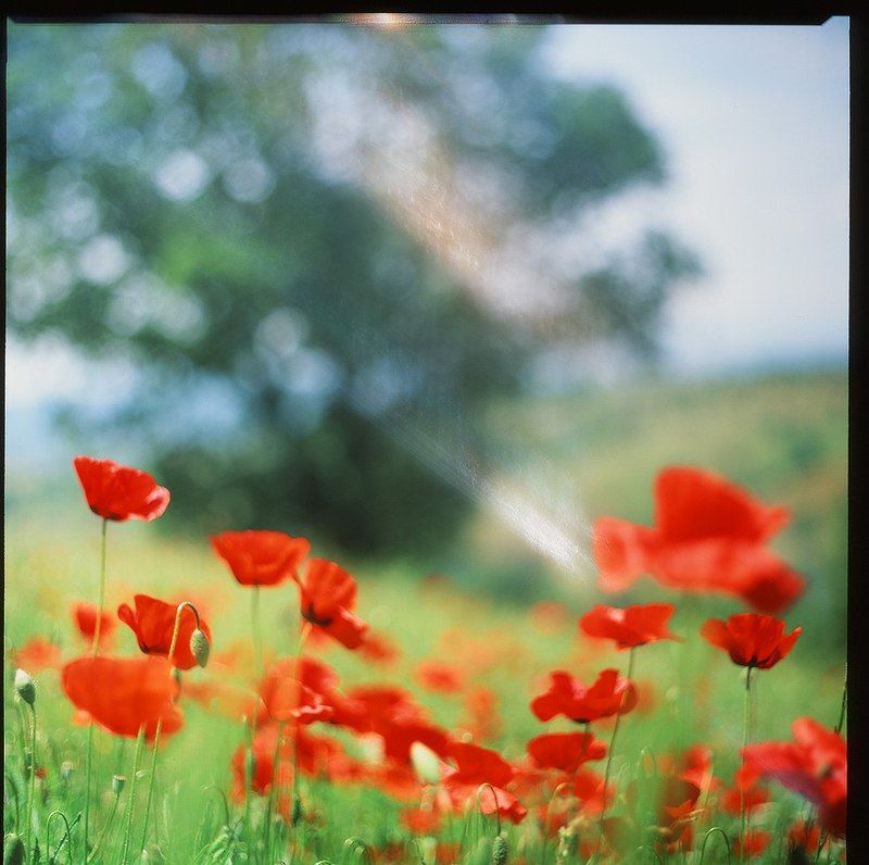 италия, тоскана, холмы, маки, цветы Тосканские макиphoto preview