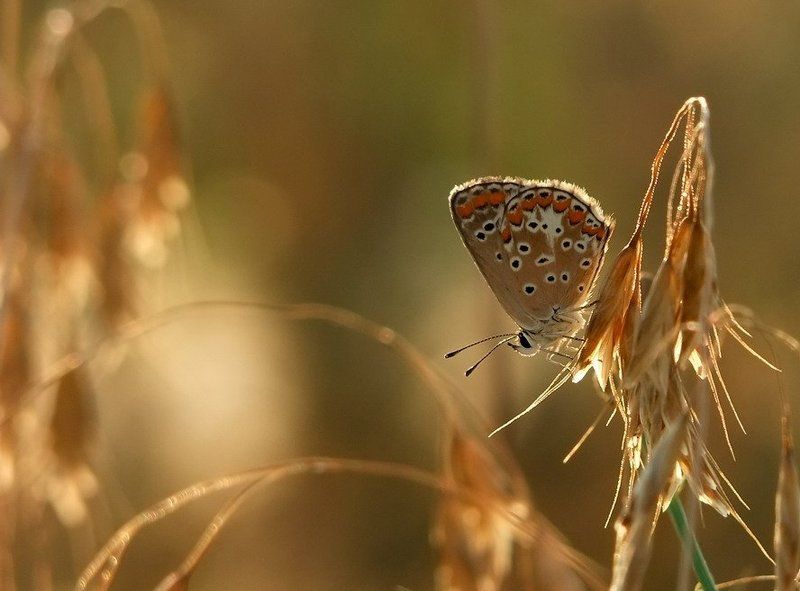 душа О госпожа моя цветнаяphoto preview