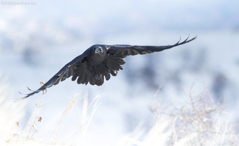 Raven / Воронphoto preview