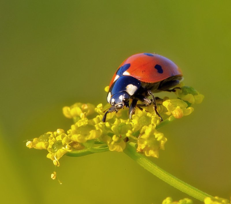 macro, closeup, insect, макро, насекомые, gnilenkov ***photo preview