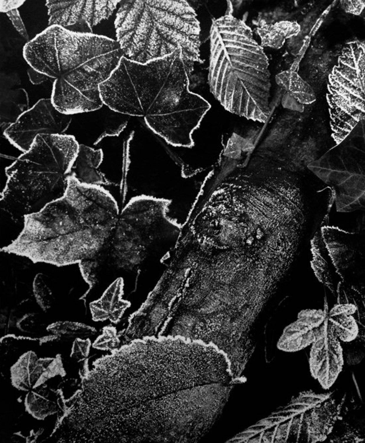 ****. Автор: claude ferrara , claude ferrara