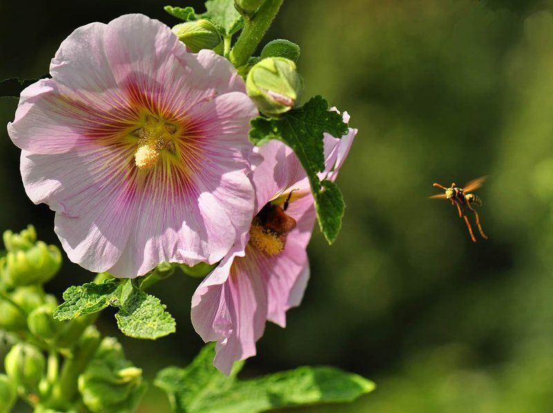 Этюд с мальвойphoto preview