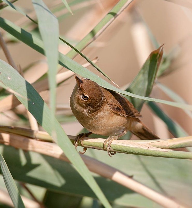 Пряталкиphoto preview