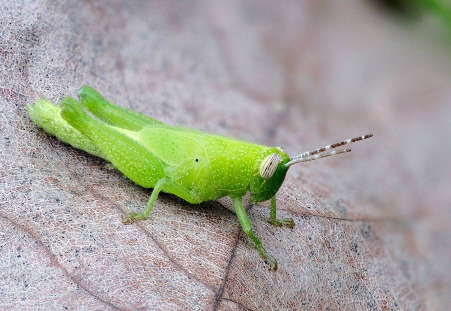 macro, closeup, insect, макро, насекомые, gnilenkov, Alexey Gnilenkov