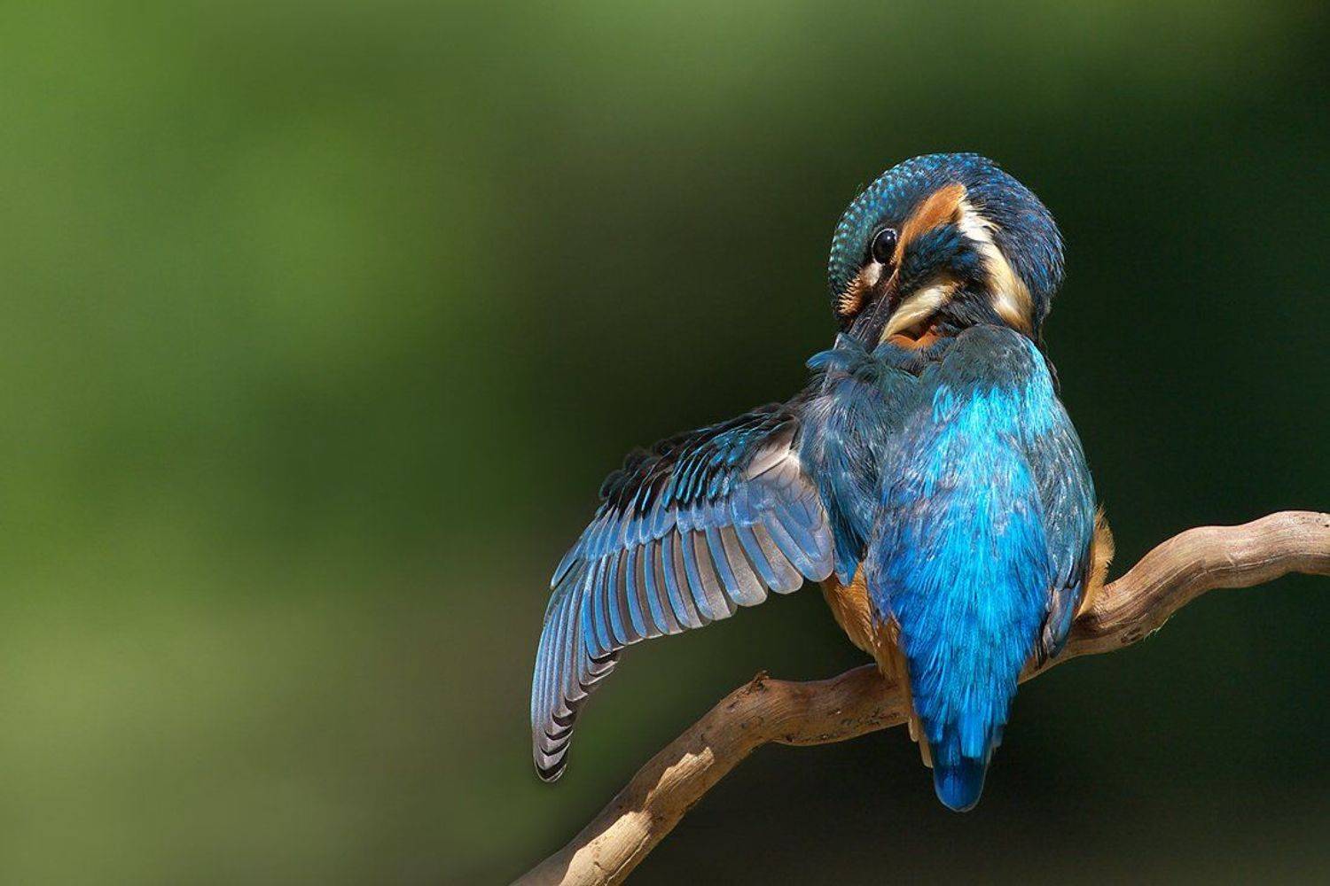 Застенчивый зимородок. Автор: Евгени Стефанов , Евгени Стефанов