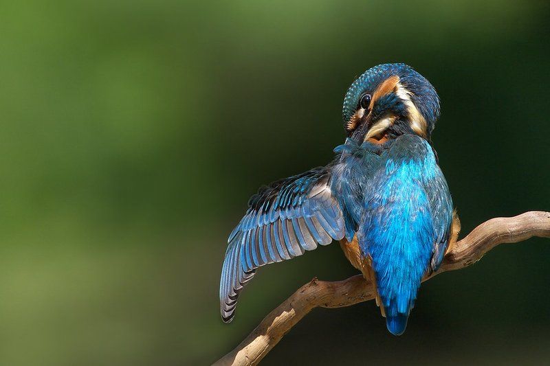 Застенчивый зимородокphoto preview