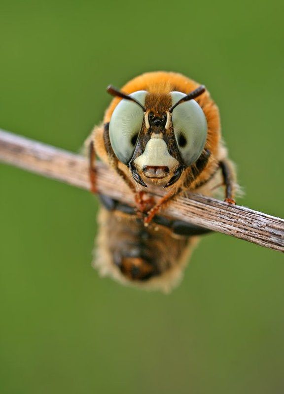 Пучеглазаяphoto preview