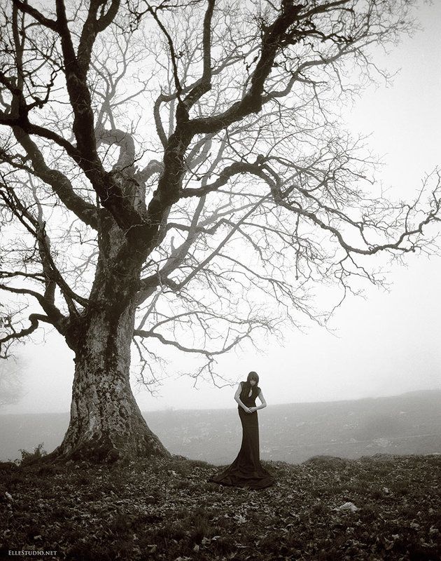 Dark forestphoto preview