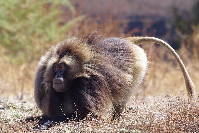 гелада,   theropithecus gelada,   эфиопское нагорье,   приматы Геладаphoto preview