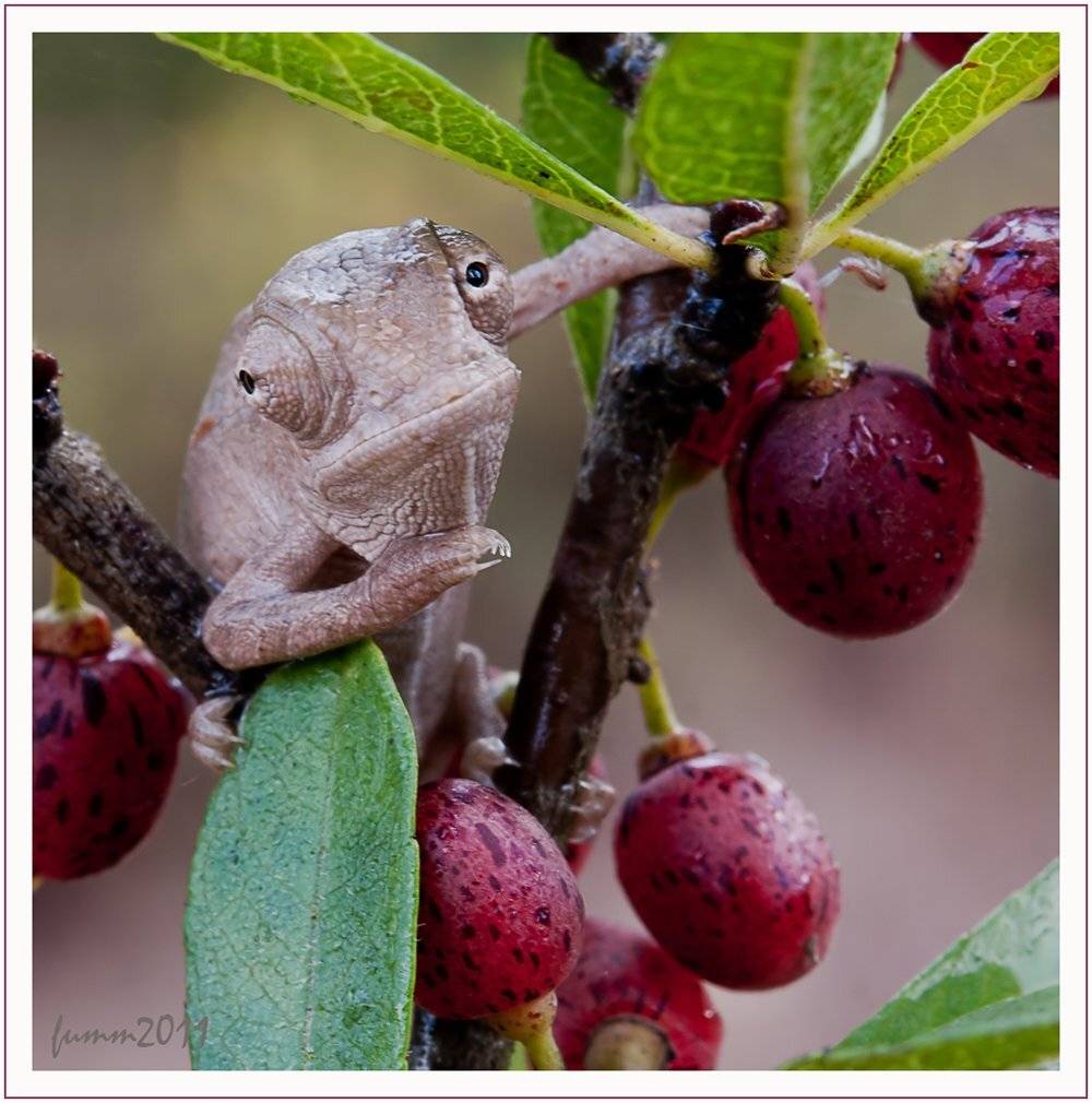 АРБУЗЫ, ГОВОРИШЬ? Х-ХЕ!. Автор: Игорь ФУММ , Игорь ФУММ