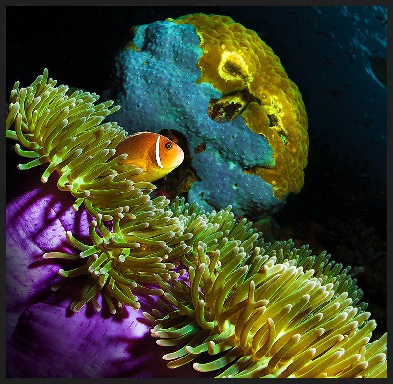 На тронеphoto preview