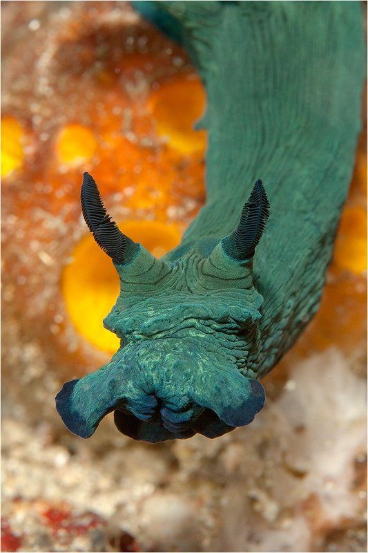 Мишура новогодняя, филиппинскаяphoto preview