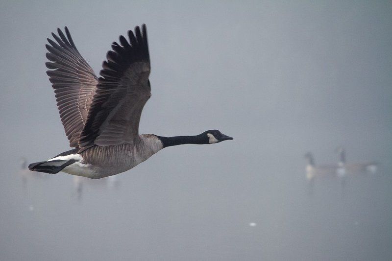 Полёт нормальныйphoto preview